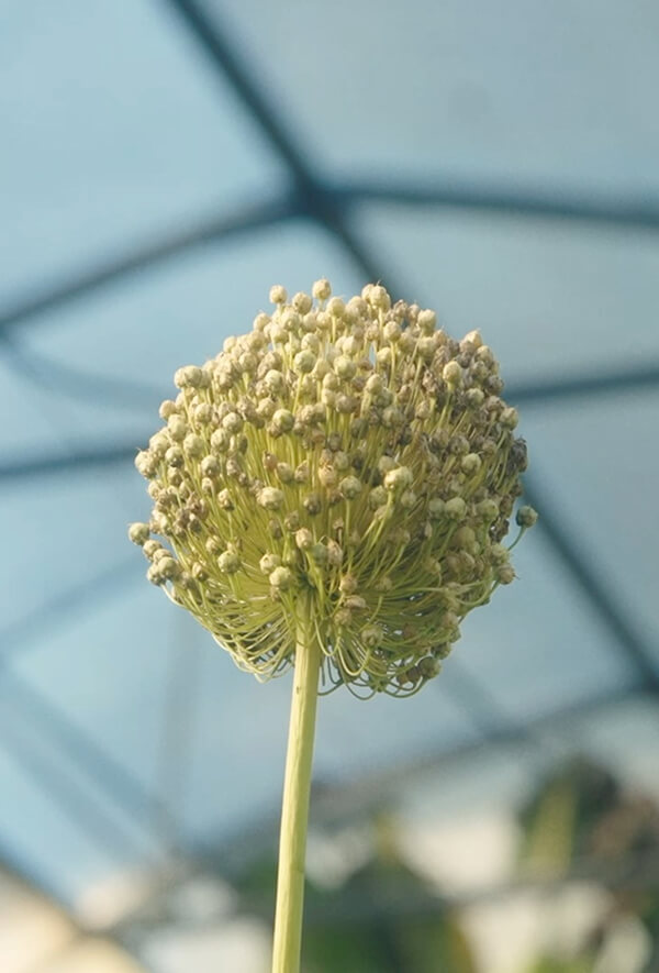 Nordleaf flower close-up